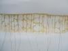 Golden Thread